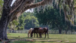 Bradfordville Florida horse farms, upscale equestrian estates and rural character