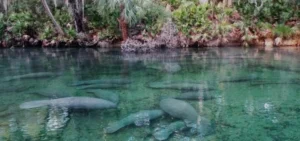 Manatee Springs State Park near Chiefland Florida, stunning first-magnitude spring