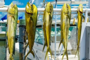 Sport fishing Islamorada Florida, Sport Fishing Capital of the World and tarpon capital