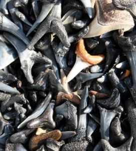 Venice Beach Florida shark teeth fossils, Shark Tooth Capital of the World