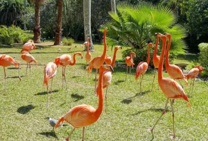 Flamingo Gardens Davie Florida botanical garden wildlife sanctuary upper-middle-class western suburban retirement
