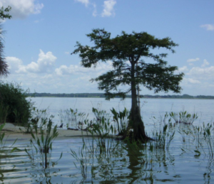 Lake Griffin Fruitland Park Florida small-town lakefront waterfront working-class retirement affordable