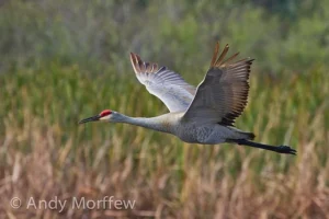 Lehigh Acres Florida second largest Lee County city 120,000 population large scale working-class inland suburban retiremen