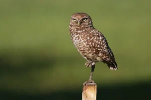 Pembroke Pines Florida second-largest city Broward County major city upper-middle-class suburban retirement