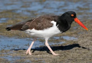 Pinellas Park Florida central inland corridor strategic Pinellas peninsula working-class retirement 9,900 seniors inland protection