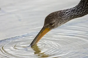 Plantation Florida strong inland protection advantage well inland 10+ miles versus coastal catastrophic Atlantic storm surge devastation