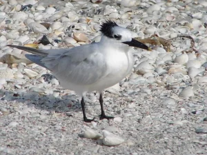 Bonita Springs Florida between Fort Myers Naples prime location upscale Gulf coastal retirement $72,000 income